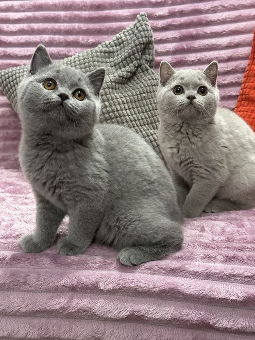 Kot Brytyjski  krótkowłosy