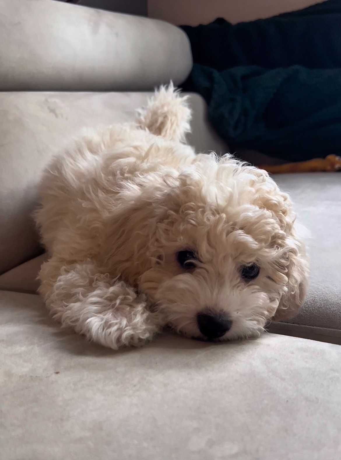 Maltipoo F2 piesek gotowy do odbioru, domowa hodowla