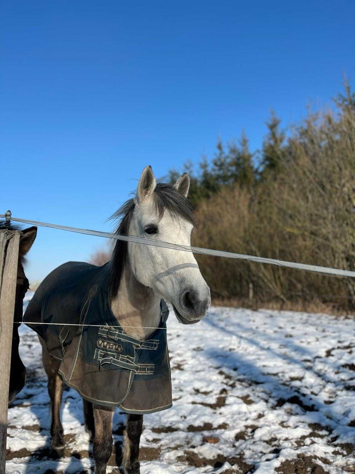Klacz arabo-konik polski