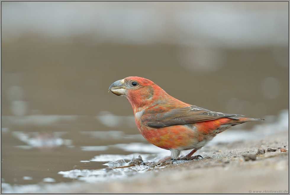 Krzyżodziób sosnowy, Loxia pytyopsittacus