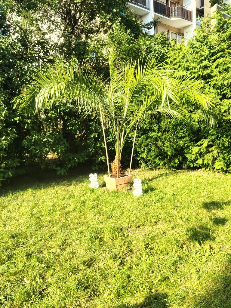 Sprzedam Palme 3m