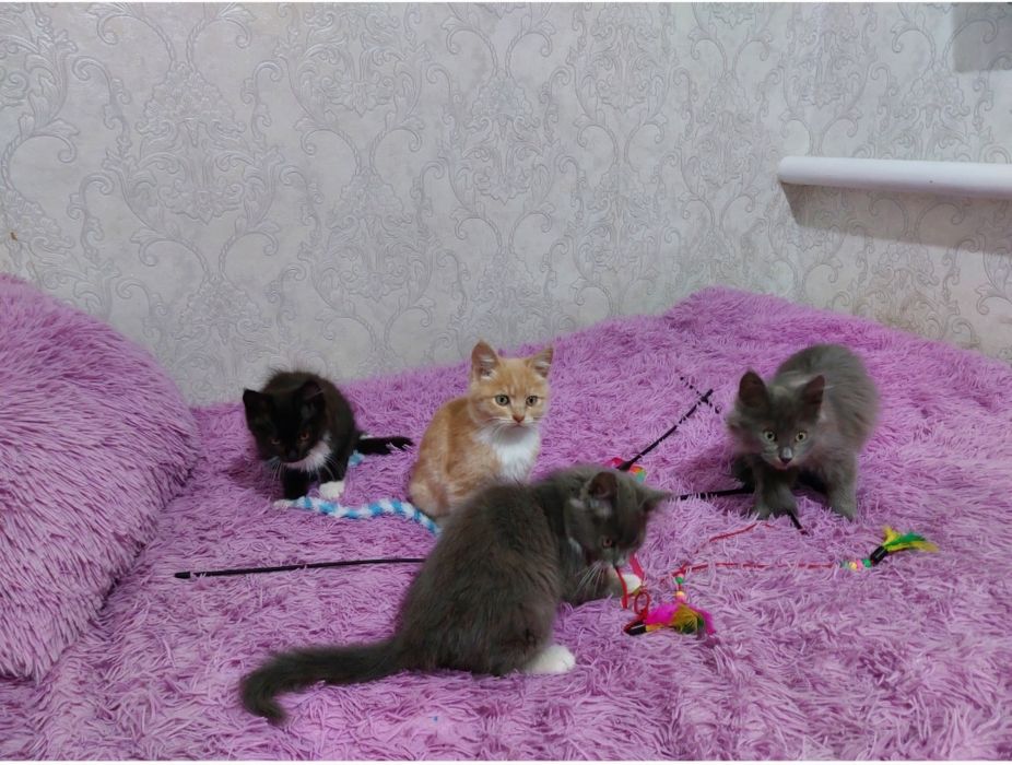 Віддамо грайливих кошенят