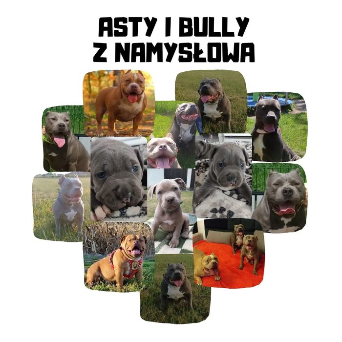Amstaff Blue chłopiec