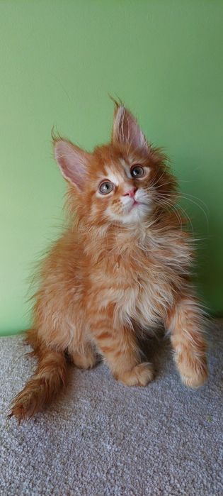 В питомнике Мейнкунчиков пополнение.