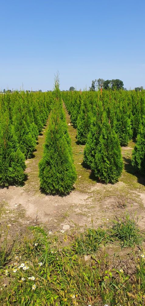 PRODUCENT tuja 1.5-1.6m PIĘKNA thuja SZMARAGD Golden BRABANT sadzenie