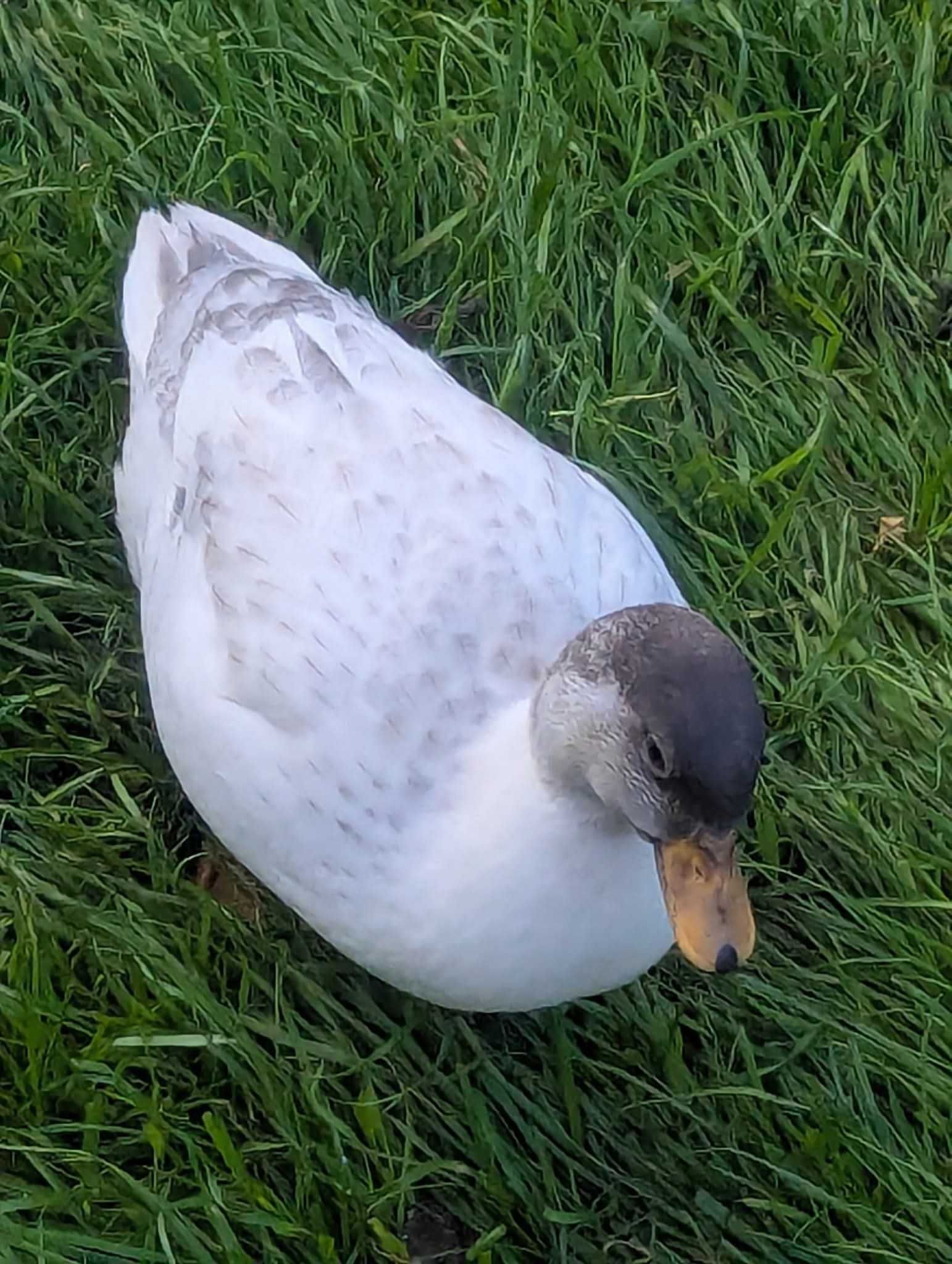 Casais call duck. Brancos ou silver
