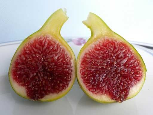 FIGUEIRA PESCOÇO DE DONZELA BRANCA