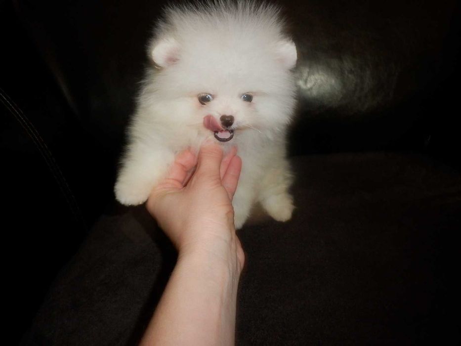 Szpic miniaturowy pomeranian typ cyni mini  misia BOO