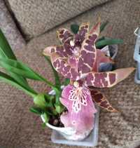 Взрослая орхидея Камбрия. Цвет – сюрприз