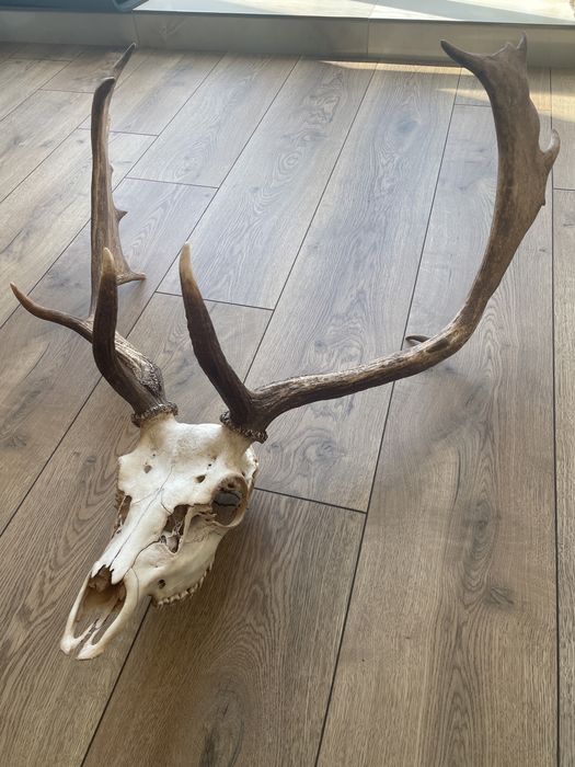 Продам роги з черепом