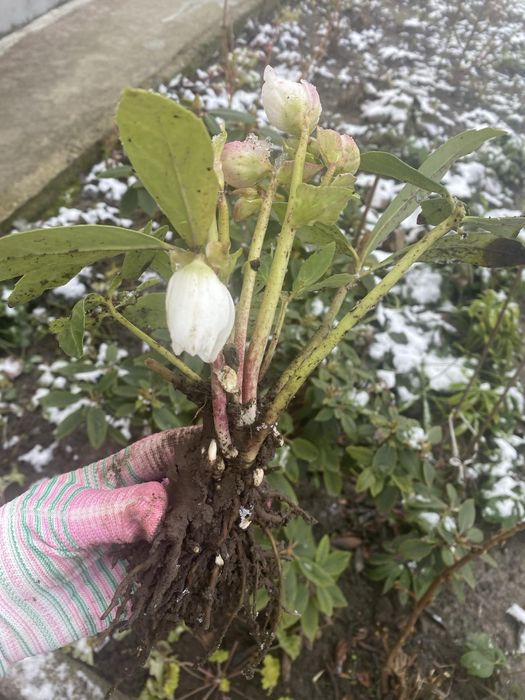 Продам кущики  морозника