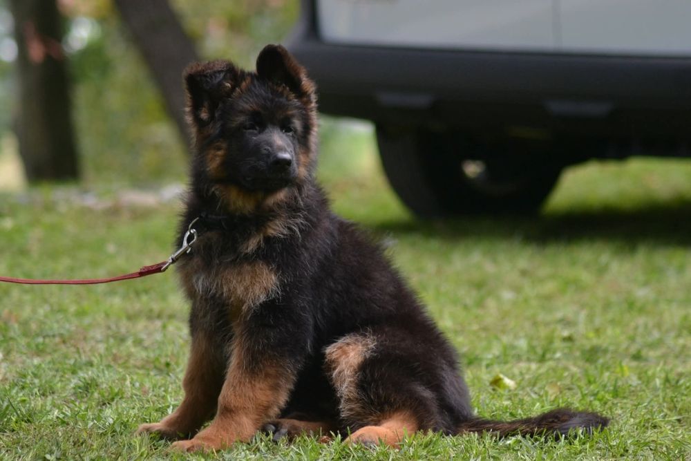 Owczarek Niemiecki Długowłosy