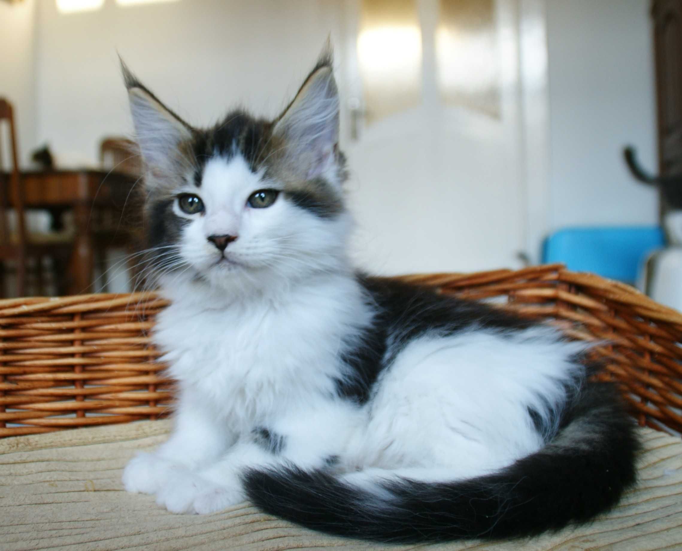 Kocurek Maine Coon - Bydgoszcz