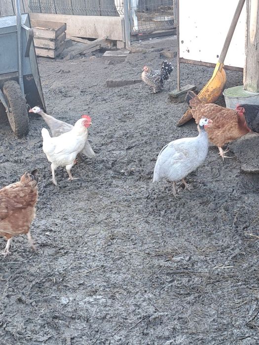 Perliczki  . Pantarki