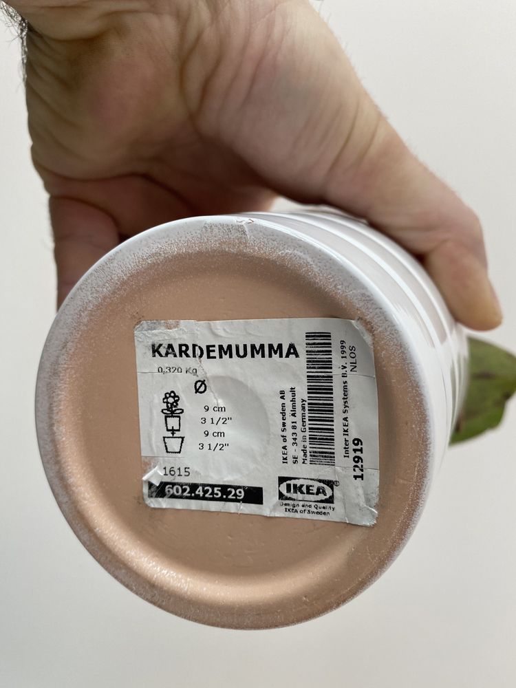Doniczka z Ikea, biała - aktualne