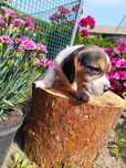 Ostatnia Suczka rasy Beagle po rodzicach z profilem DNA