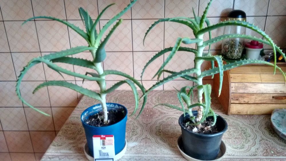 Aloes leczniczy-duże rośliny czteroletnie