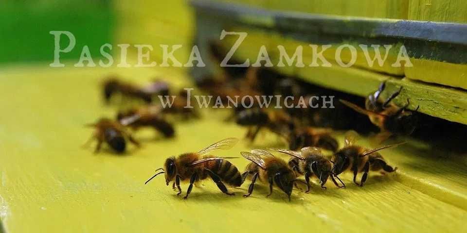 Miód Pszczeli Lipowy Nektarowy świeży z roku 2024 Pasieka Zamkowa