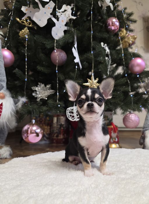 Неймовірні красунчики. Міні чихуахуа.