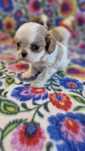 Cavalier king charles spaniel - uroczy piesek