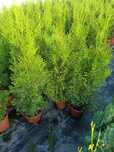 Thuja tuja szmaragd  60-70cm