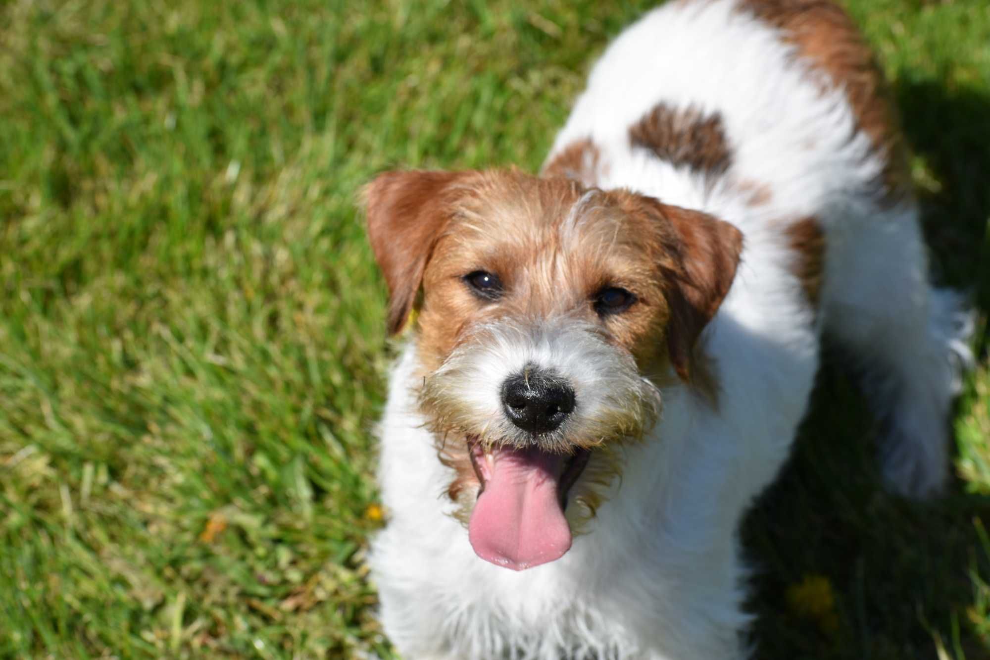 Piękny szczeniak rasy Jack Russell Terrier-chłopiec dla rodziny