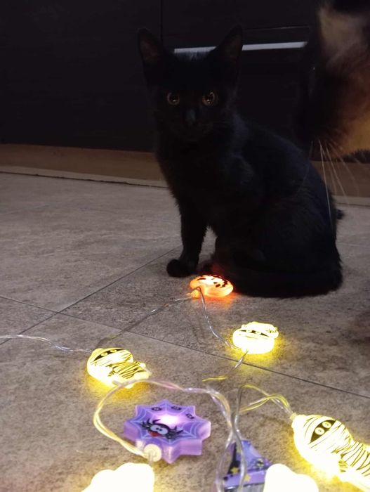 Mała czarna Żarka, 4 miesięczna nieśmiała koteczka