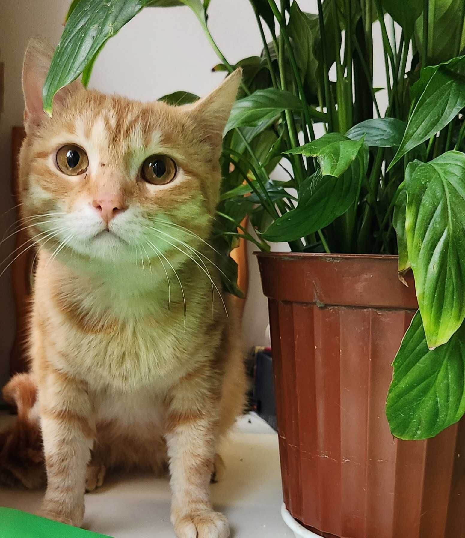 Кот, подросток, 8 месяцев