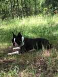 Reproduktor - Boston Terrier ZkwP-Legnica FCI
