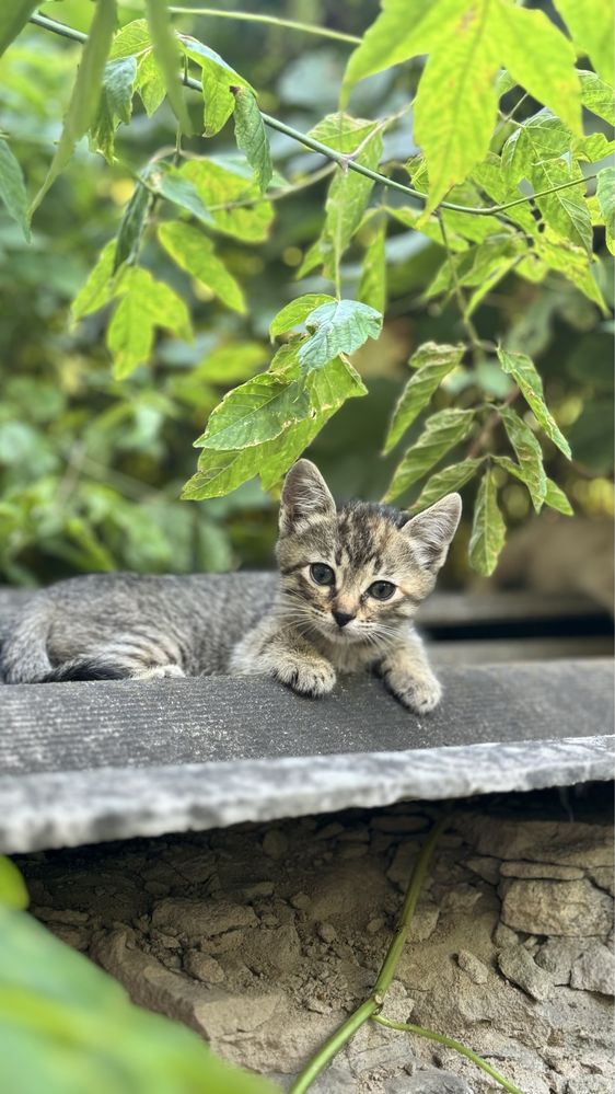 Кошенята в гарні руки(безкоштовно)