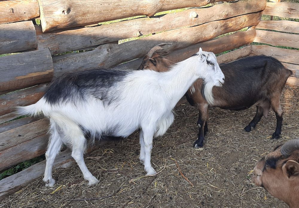 Дойные козы Ламанча