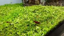 Red cherry mocno czerwony kolor