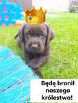 Labrador Retriever -szczeniaki czekoladowe