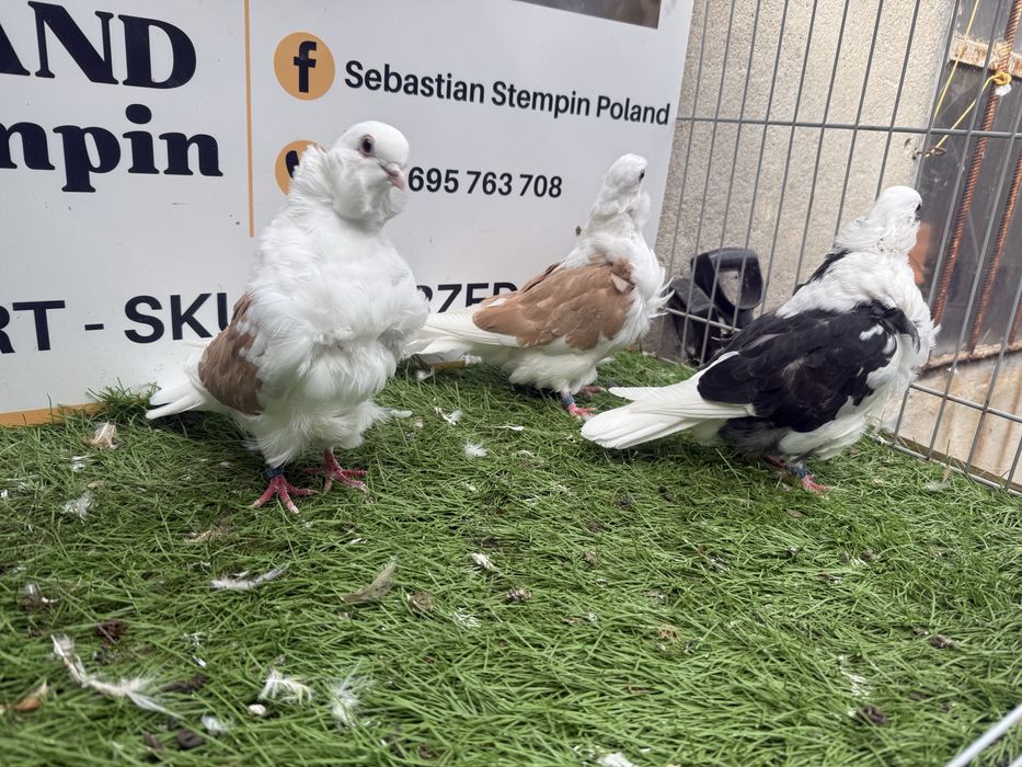 Gołębie. Mewka chińska tarczowa. Mewki. Możliwy transport.