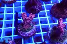 Acropora hyacinthus Red Planet