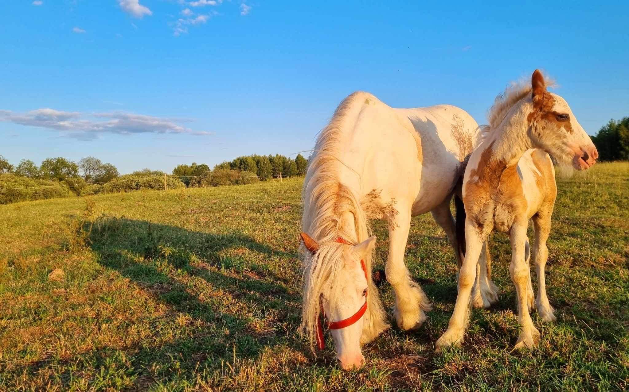 Tinker, irish cob, klacz z źrebakiem