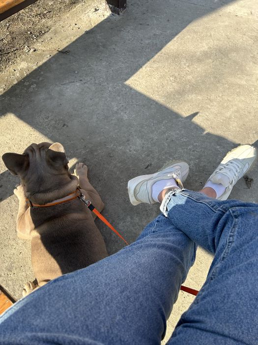 Кобель  Французского бульдога вязка