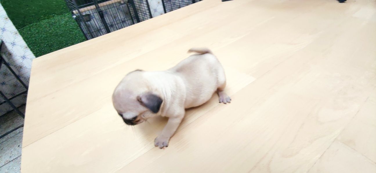 Pug carlin criado em ambiente familiar disponível para entrega imediat