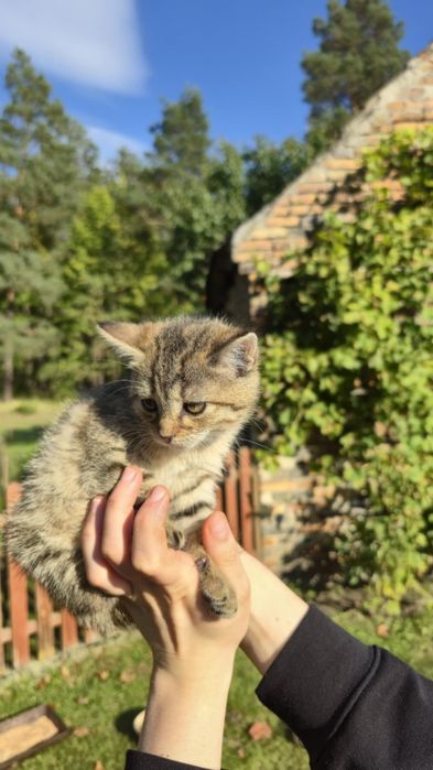 Oddam Kotke w dobre ręce