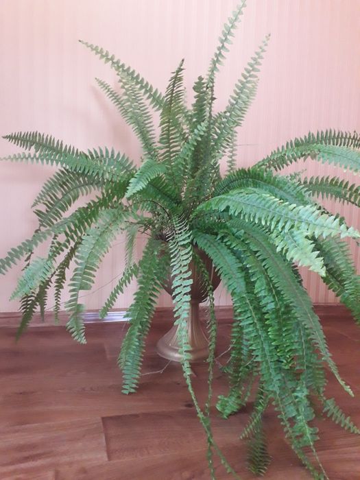 Продам великі вазони.