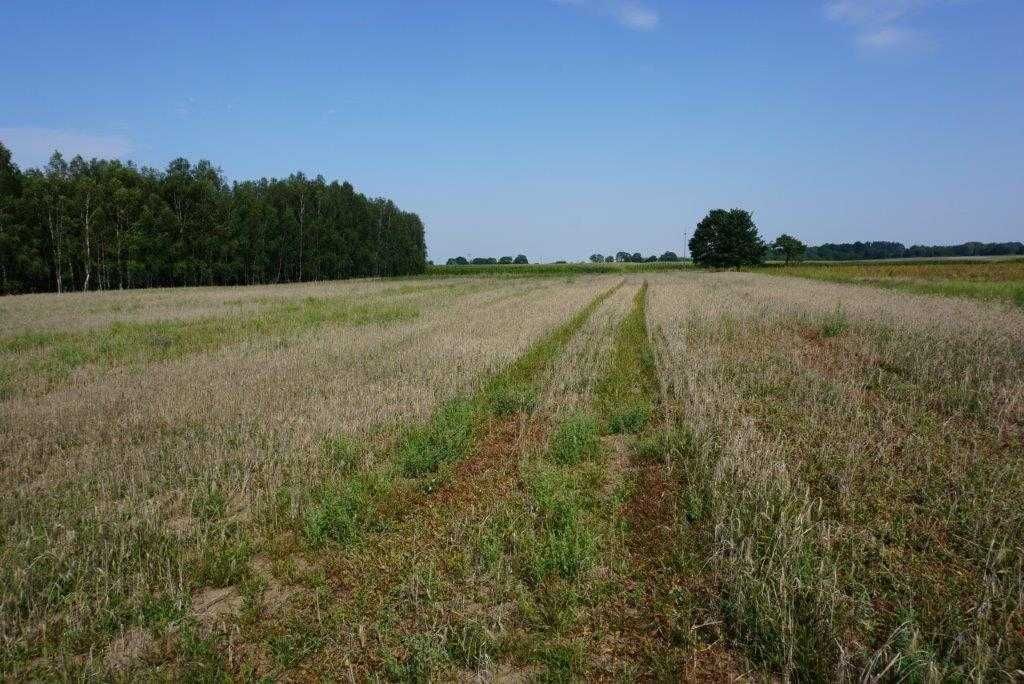 DOM w urokliwym miejscu ŁUGI (koło Starej Wiśniewki) gmina ZAKRZEWO