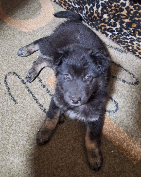 Щенок ( шикарная девочка двортерьера))