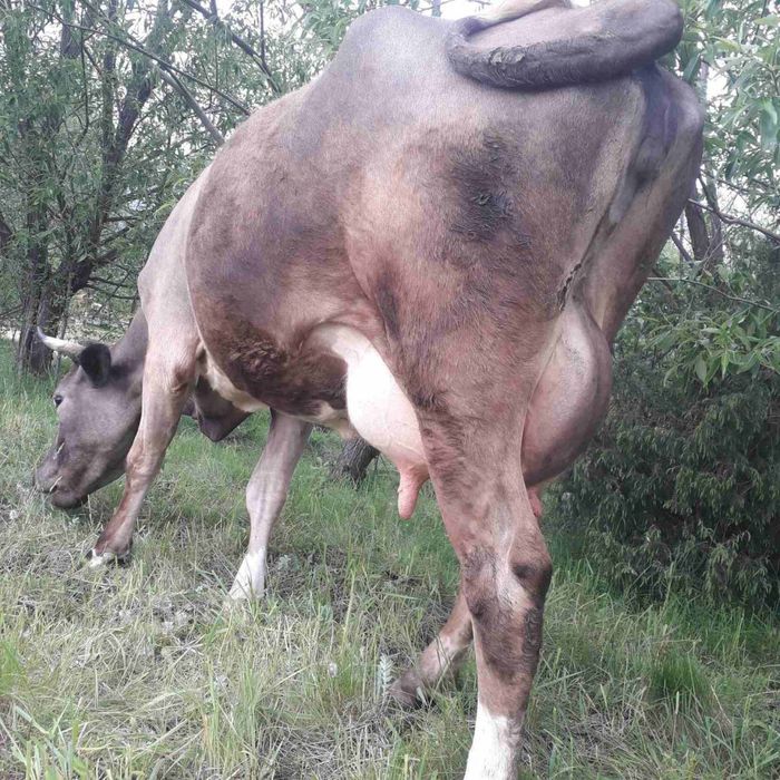 Продаю молоді корови і телички