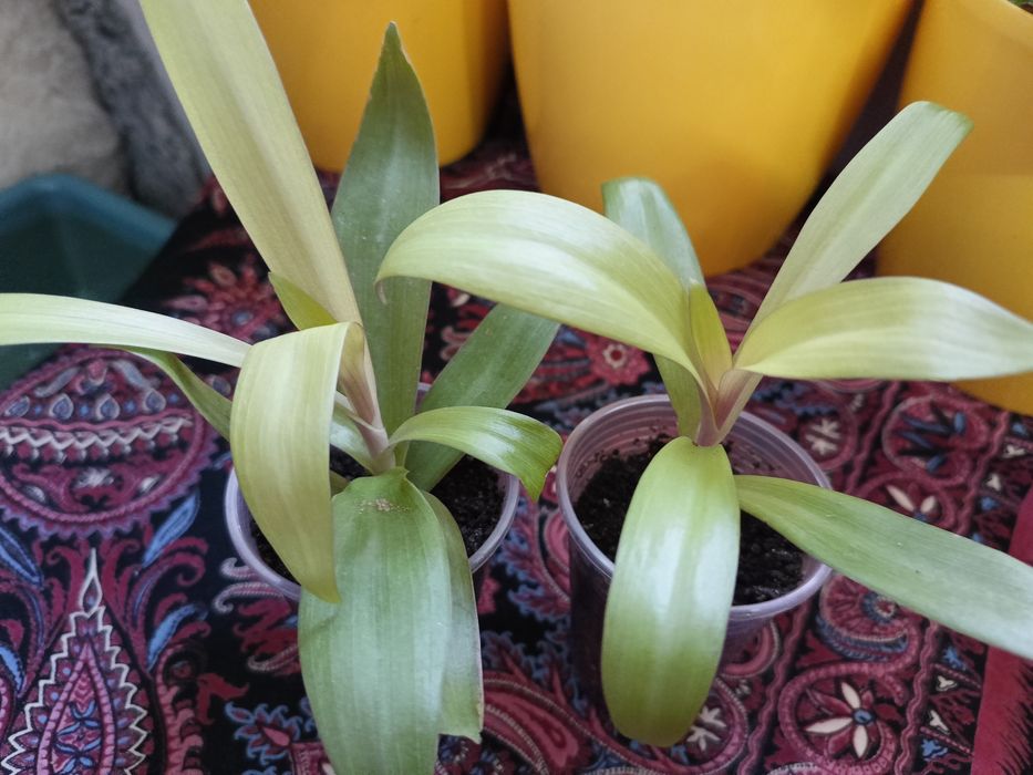 Плющ рео традесканції