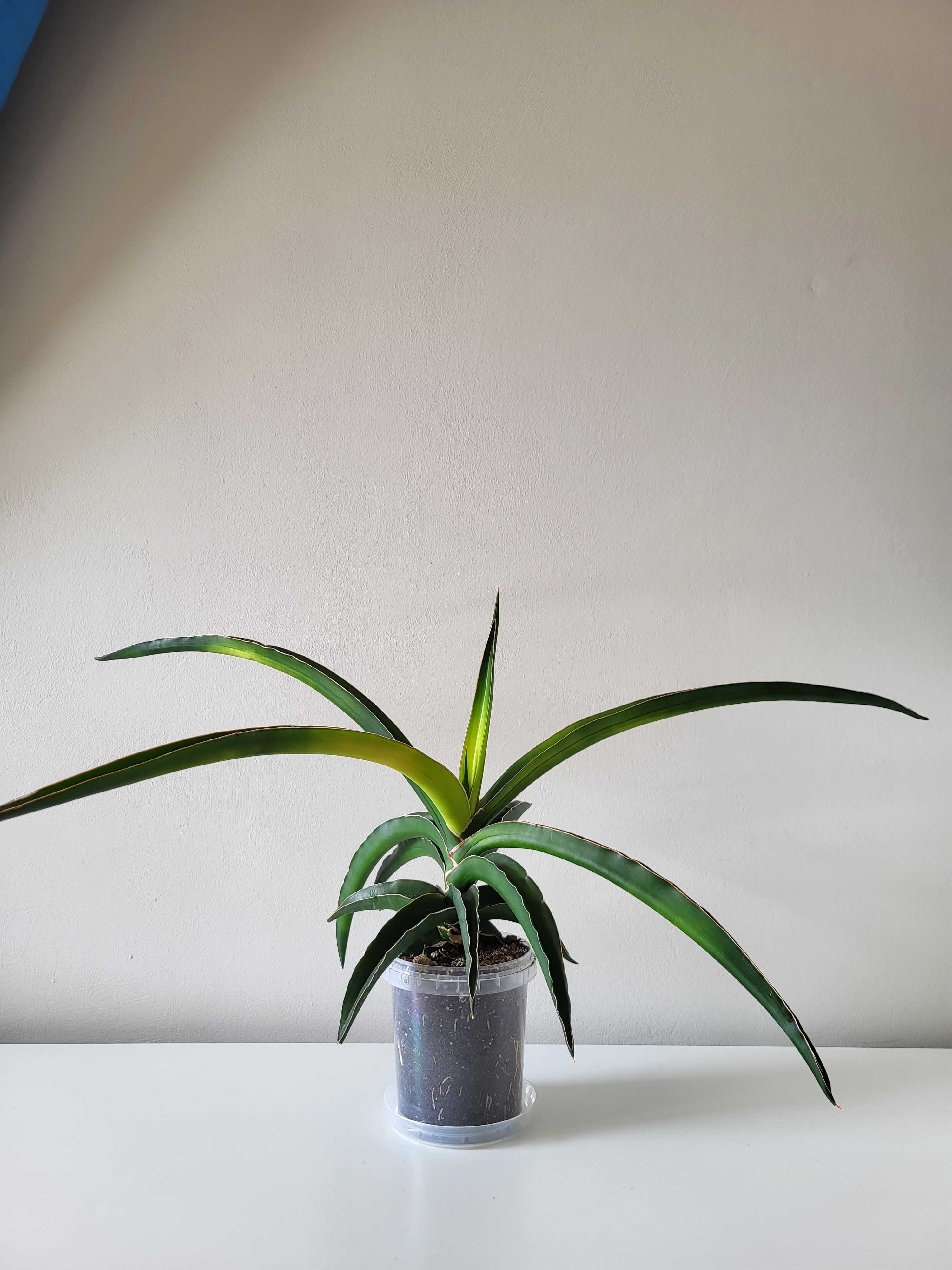 Sansevieria ‘Star Canary” sansewieria - duża roślina