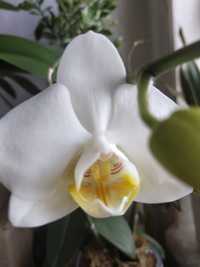 Орхідея домашня,кімнатна рослина