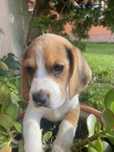 Beagle  tricolor Top