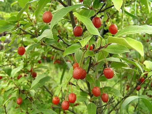 Гумі саджанці продажа