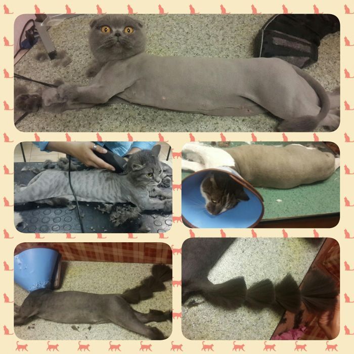 Стрижка котов. Грумер. Ветеринар. Все р-ны. Киева. Киевская обл.