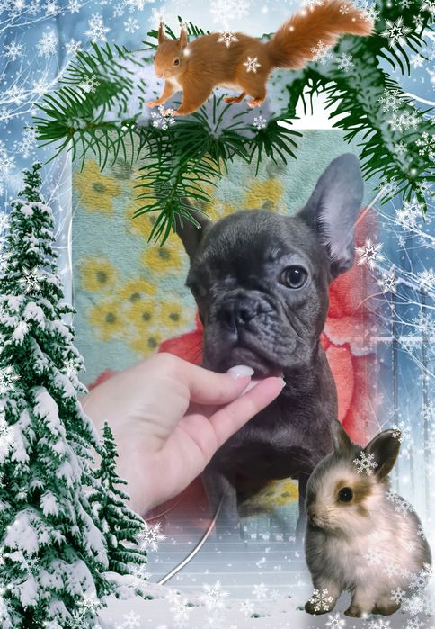 Хлопчики та дівчата французького бульдога різні окраси.